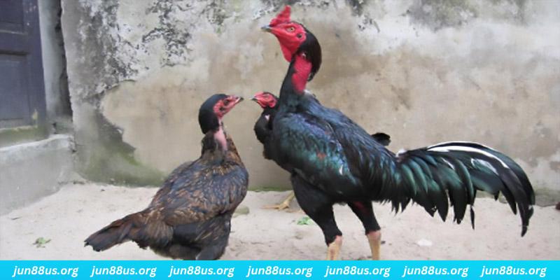 vz88 casino hồ tràm có cho người việt vào không